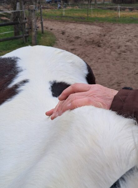 Susanne-Vahland-Pferdeosteopathin-Bremen-20250311_151253-min