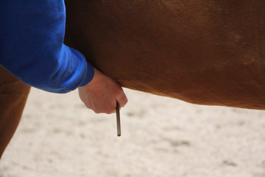 Susanne-Vahland-Pferdeosteopathin-Bremen-IMG_9654-min