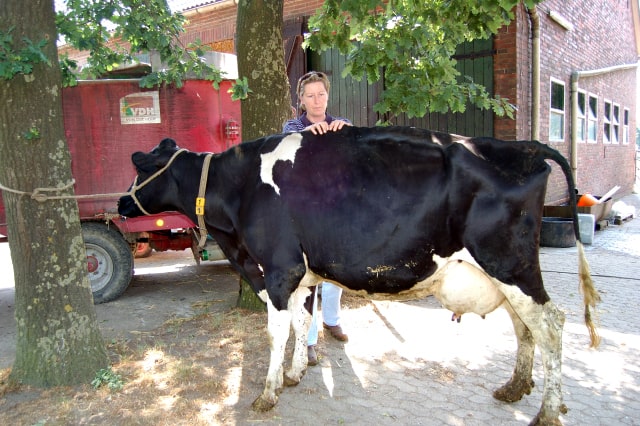 Susanne-Vahland-Pferdeosteopathin-Bremen-Osteo-dsc_0142-min