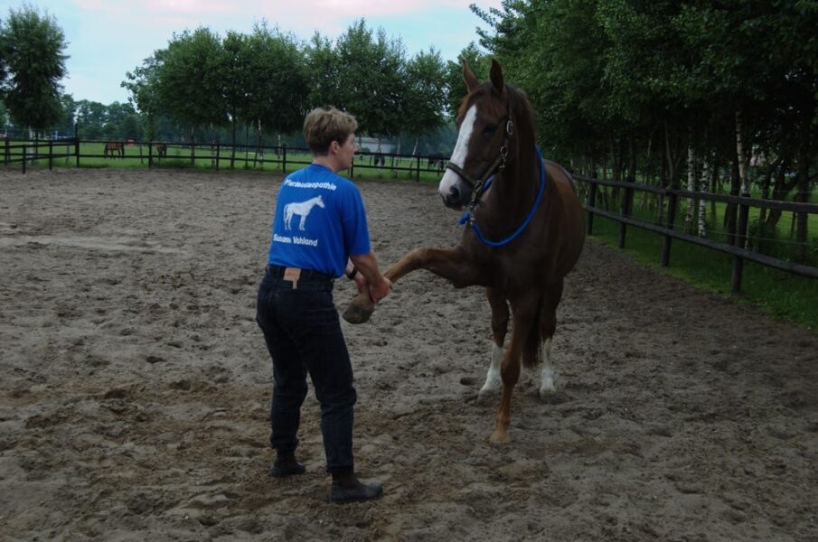 Susanne-Vahland-Pferdeosteopathin-Bremen-Ostheo100610-DSC_0008-min