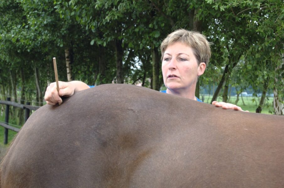 Susanne-Vahland-Pferdeosteopathin-Bremen-Ostheo100610-DSC_0019-min